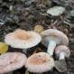 Съедобные грибы: описания и виды Что такое условно съедобные грибы