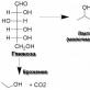 Цикл трикарбоновых кислот(цикл Кребса)